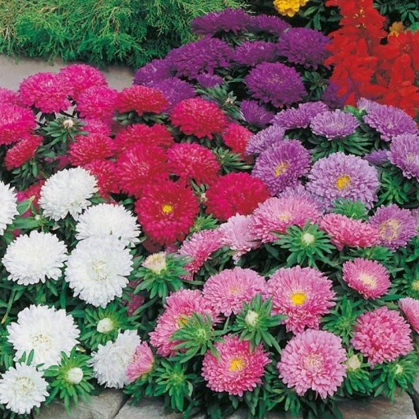 Pompon Fire Beacon Aster Çiçeği Tohumu 50 Tohum - Resim 4