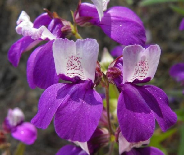 Çin Evi Çiçeği Tohumu Collinsia Heterophylla 100 Tohum ürün görseli 1