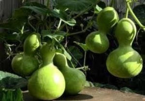 Doğal Calabash Süs Su Kabağı Tohumu 5 Tohum ürün görseli 1