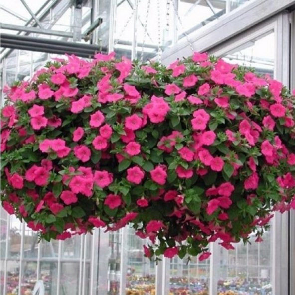 Sarkıcı Rose Of Heaven Petunya Çiçeği Tohumu 100 Tohum ürün görseli 1