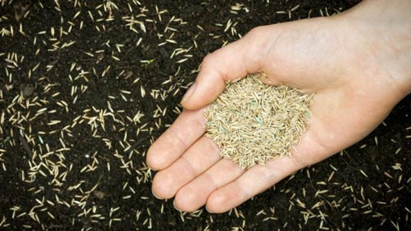 Çim Tohumu 1 Kg Güneş Ve Gölge Yetişebilir ürün görseli 1