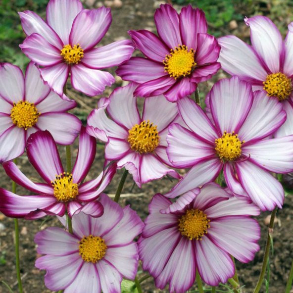 30+ Cosmos Picotee Çiçek Tohumu-Muhteşem Çiçekli N11.1825 ürün görseli 1