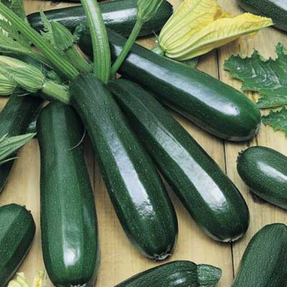 10+ İtalyan Zucchini Kabak Tohumu N11.2212 ürün görseli 1