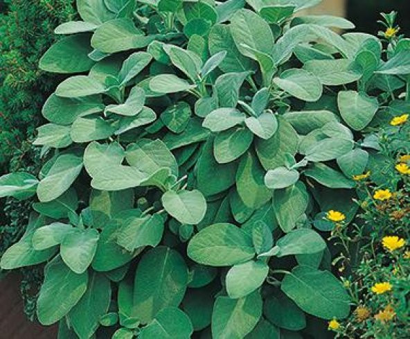 10+ Geniş Yapraklı Adaçayı Tohumu N11.1997 ürün görseli 1