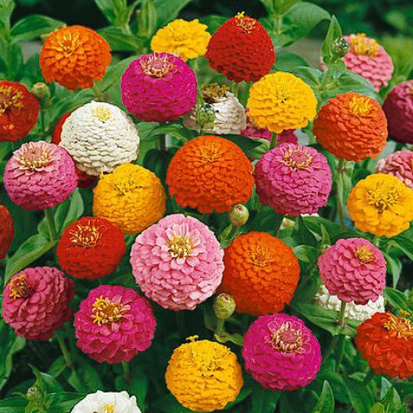 Zinnia Lıllıput Mıx- Ponpon Çiçekli- 40+ Tohum ürün görseli 1