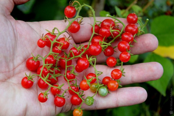 10+ Kuş Üzümü Mini Domates Tohumu N11.3397 ürün görseli 1