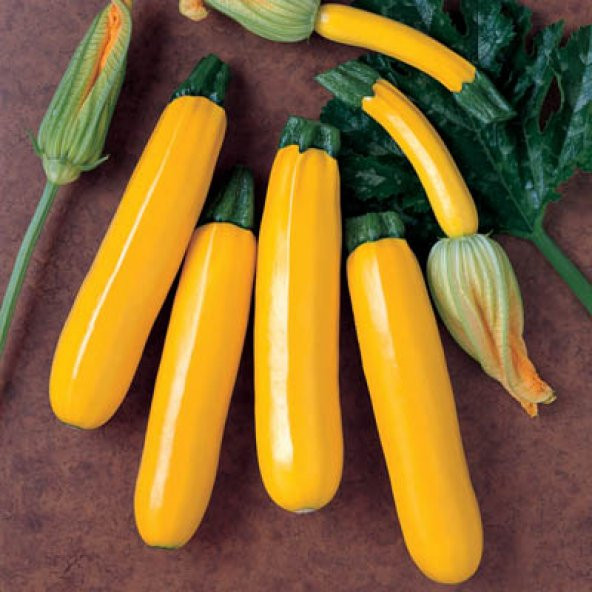 10+ Geleneksel Zucchini Sarı Kabak Tohumu ürün görseli 1