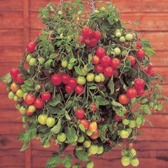 20+ Alman Gartenperle Sarkan Domates Tohumu N11.1236 ürün görseli 1