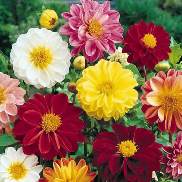30+ Dahlia Variabilis Katmerli Çiçekli Tohumu N11.2046 ürün görseli 1