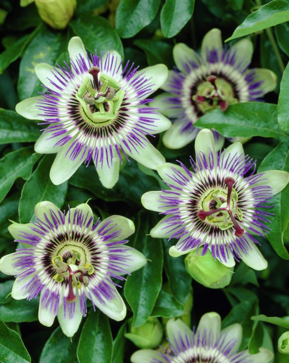 5 Çarkıfelek Çiçeği Tohumu-Passiflora Caerulea N11.868 ürün görseli 1
