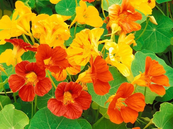10+ Nasturtium- Latin Çiçeği Tohumu- Karışık Renk Çiçekli ürün görseli 1