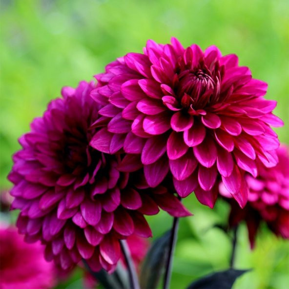 Dahlia Çiçekli Violet Quen Zinya Çiçeği Tohumu 40 Tohum ürün görseli 1