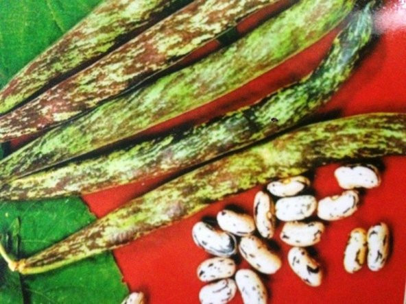 Paket Çilli Ayşe Kadın Fasulye Tohumu 250 Tohum+ Tohu ürün görseli 1