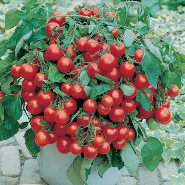 Paket Cherry Domates Tohumu Saksılık 150 Tohum+ Tohu ürün görseli 1