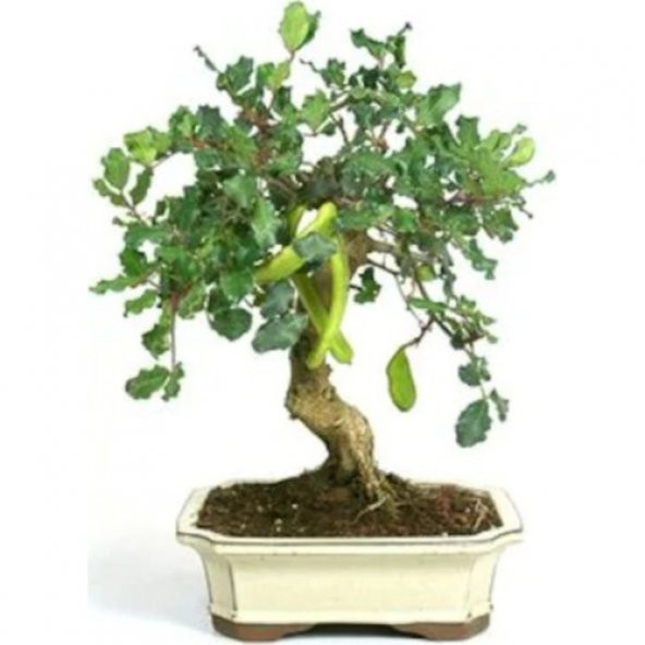 Bodur Bonsai Keçi Boynuzu Ağacı Tohumu 5 Tohum + Saksı+Toprak+Hed ürün görseli 1