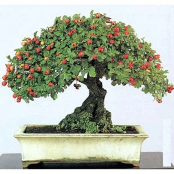 Bodur Bonsai Kırmızı Alıç Ağacı Tohumu 10 Tohum + Tohum ürün görseli 1