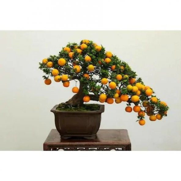 Bodur Bonsai Kayısı Ağacı Tohumu 2 Tohum + Tohum ürün görseli 1