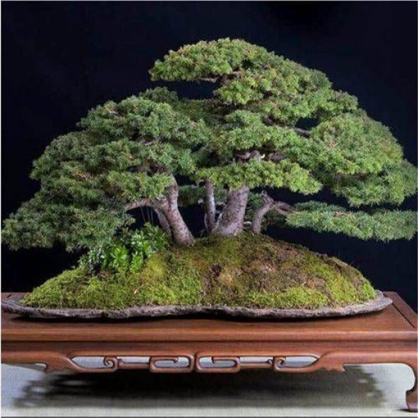 Bonsai Fıstık Çamı Ağacı Fıstık Çamı Tohum 5 Tohum +Saksı+Toprak+ ürün görseli 1