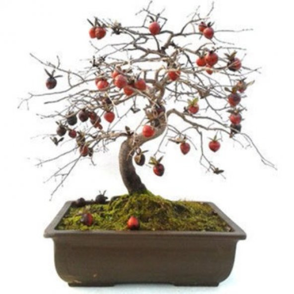 Bodur Bonsai Hurma Ağacı Tohumu 2 Tohum + Tohum ürün görseli 1