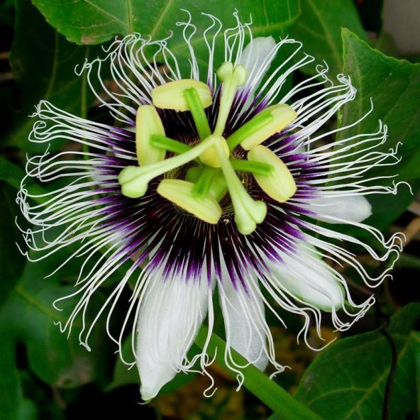 Eko Paket Passiflora Çiçeği Tohumu Çarkıfelek Tohumu 25 Tohum+Hed ürün görseli 1