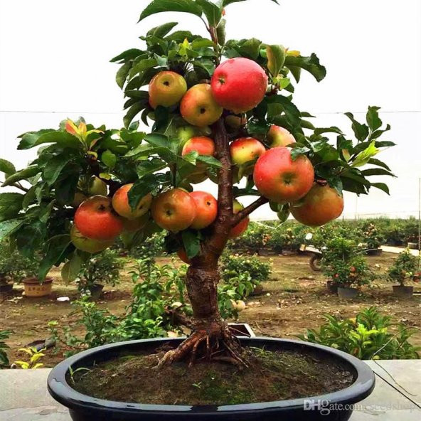 Bodur Bonsai Elma Ağacı Tohumu 5 Tohum+Toprak+Saksı+ Tohum ürün görseli 1