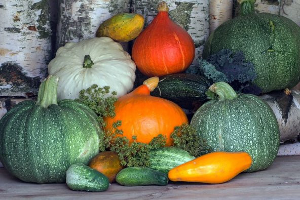 Eko Paket Tam 6 Farklı Çeşit Kabak Tohumu + Tohum ürün görseli 1