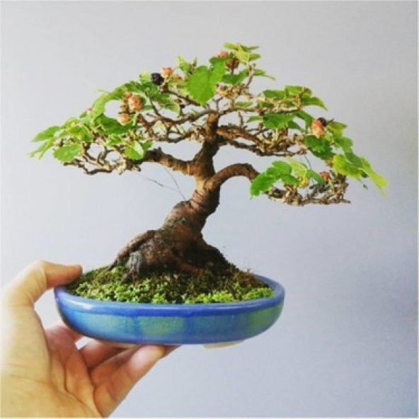 PTTAVM: Bodur Beyaz Dut Bonsai Aac Tohumu 5 Tohum +Saks+Toprak+
