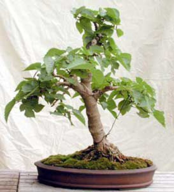 Bodur Beyaz Dut Bonsai Ağacı Tohumu 5 Adet Tohum + Tohumu ürün görseli 1