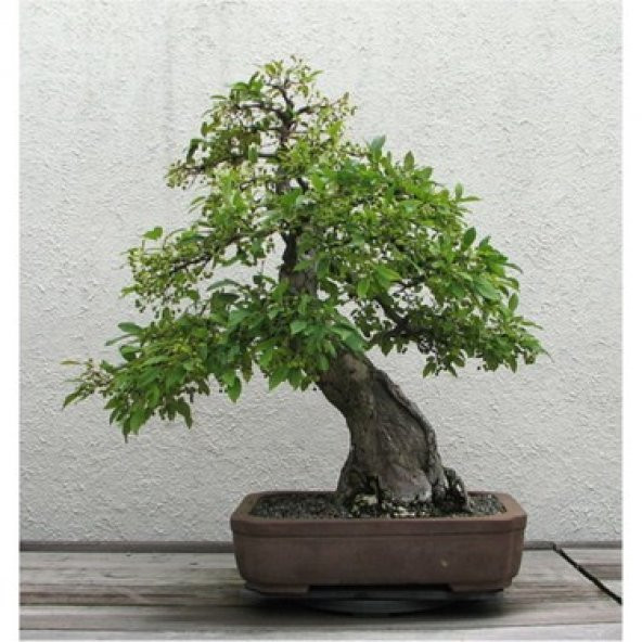 Bodur Bonsai Cennet Ağacı Tohumu Seti 5 Tohum+Toprak+Saksı+ ürün görseli 1
