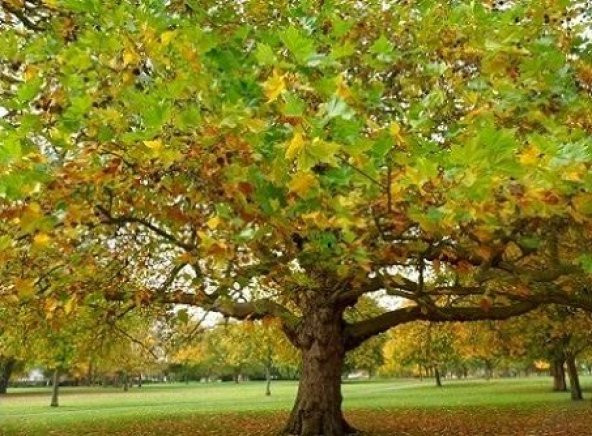Çınar Ağacı Tohumu 20 Adet Tohum + Bonsai Ağacı Toh ürün görseli 1