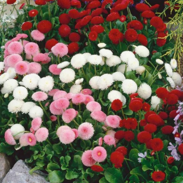 Karışık Şeker Tabağı Çiçeği Tohumu 20 Tohum +Saksı+Toprak+ ürün görseli 1