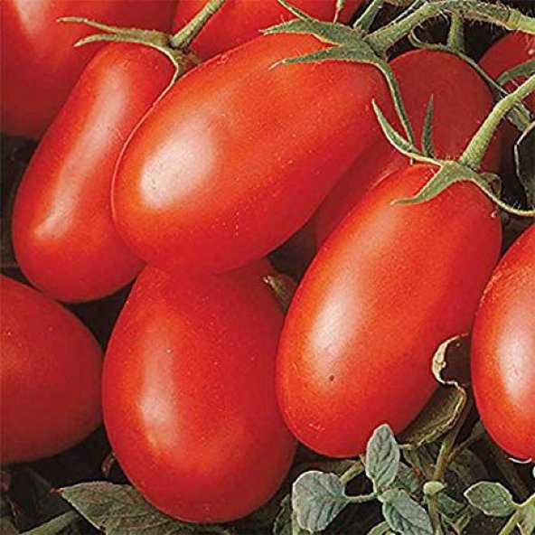 Çerez Domates Tohumu Atıştırmalık Domates Tohumu 10 Tohum+ ürün görseli 1