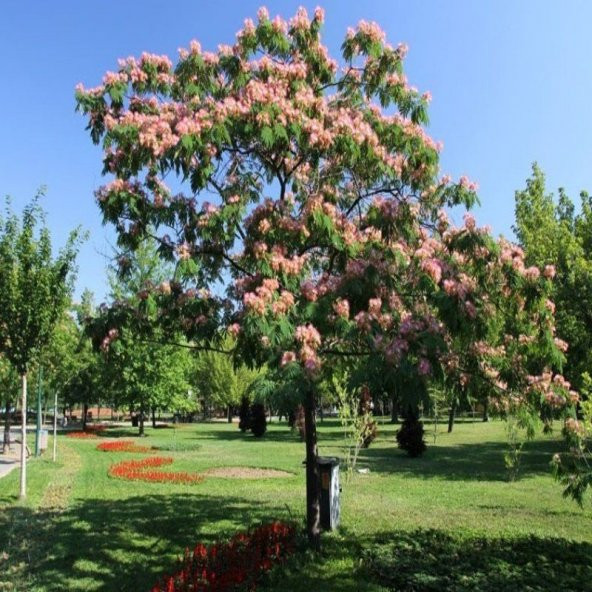 Gülibrişim Ağacı Tohumu 10 Tohum + Saksı Toprak+ Tohum ürün görseli 1