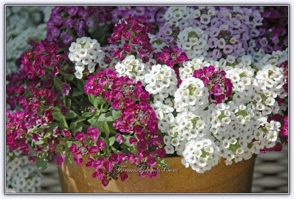 Kraliyet Halısı Tohumu Alyssum Flower Tohumu 5 Tohum+ Tohum ürün görseli 1