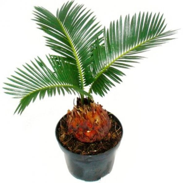 Cycas Ağacı Tohumu Revoluta Süs Ağacı 3 Tohum+ Saksı+Toprak+ ürün görseli 1