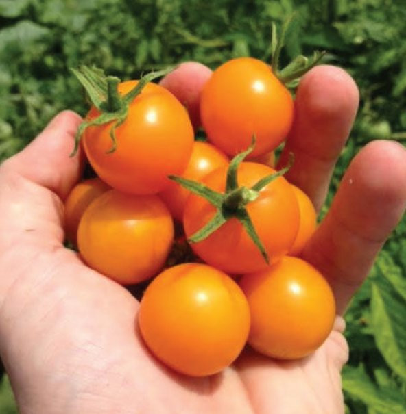 Nadir İthal Turuncu Cherry Domates Tohumu 10 Tohum +Saksı+Toprak+ ürün görseli 1