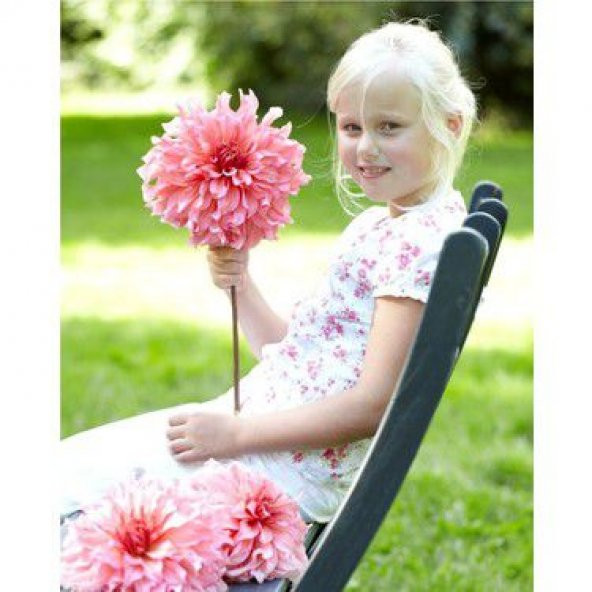 Dahlia Çiçeği Tohumu Yıldız Çiçeği Tohumu 10 Tohum+Saksı+Toprak+H ürün görseli 1