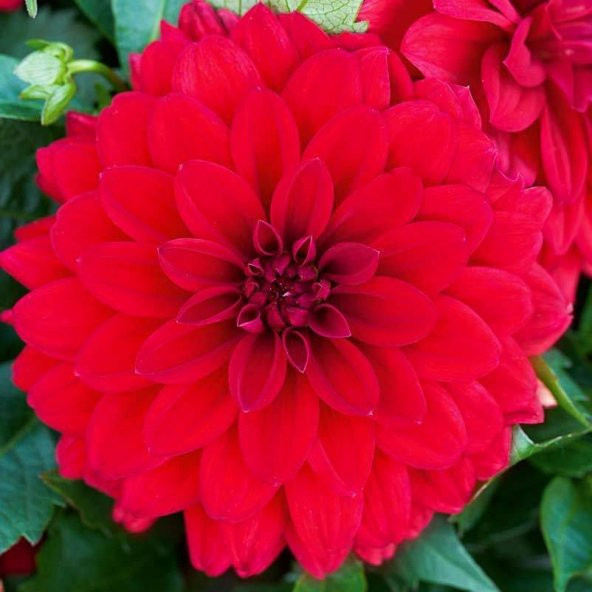 Dahlia Çiçeği Tohumu Çiçek Tohumu 10 Tohum + Saksı+Toprak + ürün görseli 1