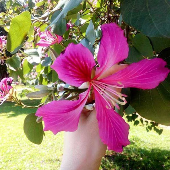 Pembe Orkide Ağacı Tohumu 5 Tohum + Saksı +Toprak + Tohum ürün görseli 1