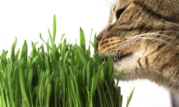 Kedi Çimi Tohumu 30 Gram İthal Kedi Çimi Tohumu + Tohum ürün görseli 1