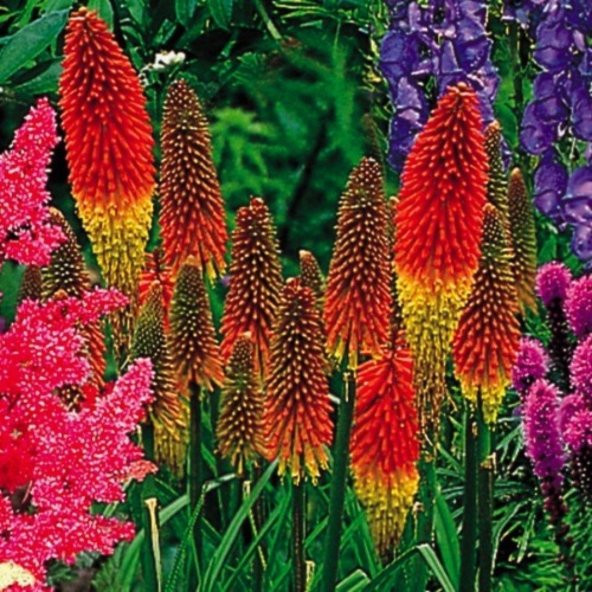 Fener Çiçeği Tohumu Kniphofia Uvaria Tohumu 10Tohum+Saksı+Topra ürün görseli 1