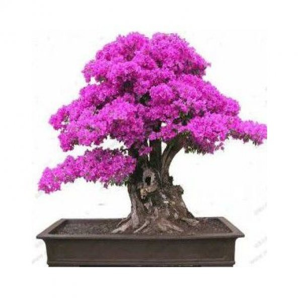 Bodur Bonsai Erguvan Ağacı Tohumu 5 Tohum +Saksı+Toprak+ To ürün görseli 1