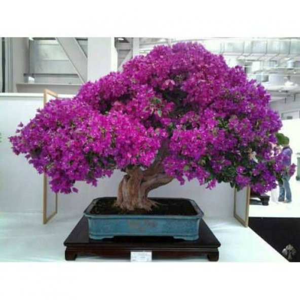 Bodur Bonsai Erguvan Ağacı Tohumu 100 Tohum + Tohum ürün görseli 1