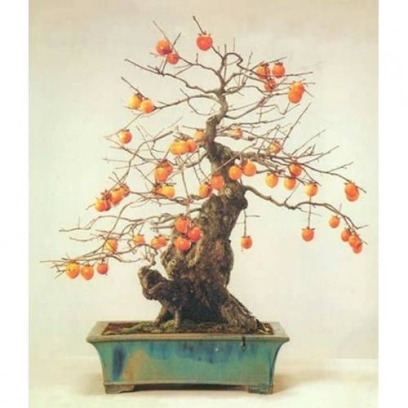 Bodur Bonsai Hurma Ağacı Tohumu 2 Adet Tohum + Tohum ürün görseli 1