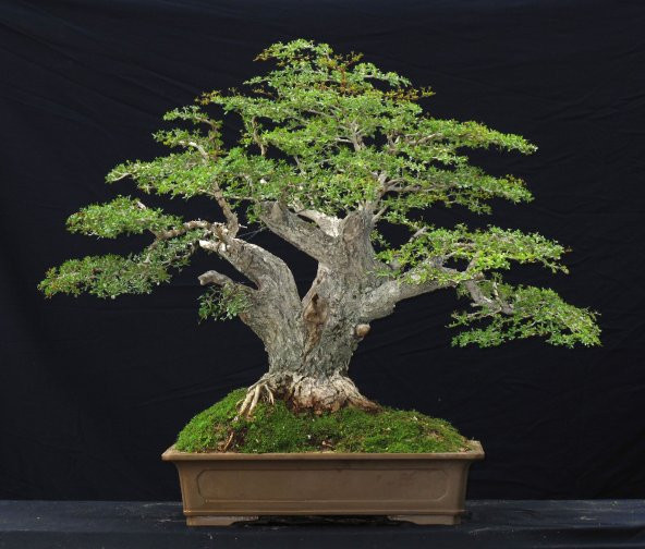PTTAVM: Bodur Bonsai Mee Aac Tohumu Bonsai Tohumu 3 Tohum + Tohu