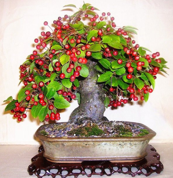 Bodur Bonsai Kiraz Ağacı Tohumu Tohumu 5 Tohum +Saksı+Toprak+Hedi ürün görseli 1