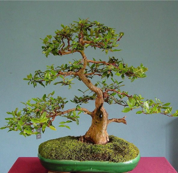 Hambeles Bonsai Ağacı Tohumu Murt Meyvesi Ağacı Tohumu 5 Tohum+He ürün görseli 1