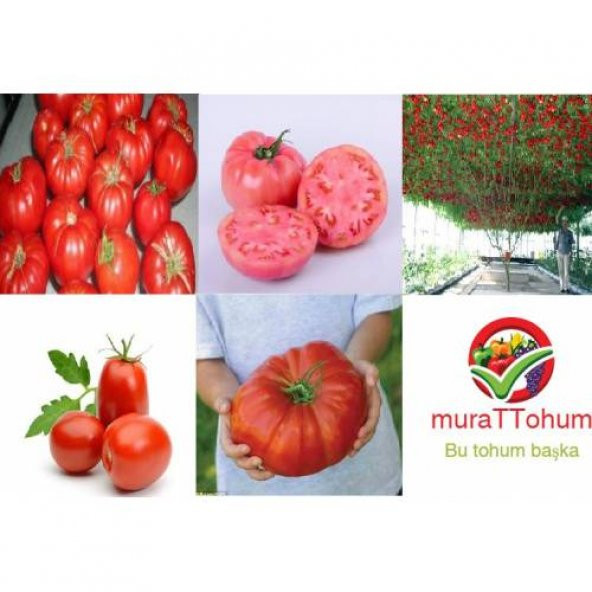 Eko Paket 5 Farklı Domates Tohumu + Bonsai Ağacı Toh ürün görseli 1