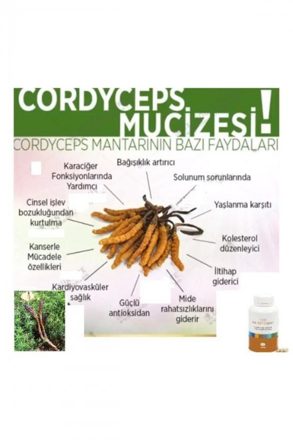 Tiens  Kordiseps Mantarı Cordyseps Kordysep Cordysep -kordisep ürün görseli 1