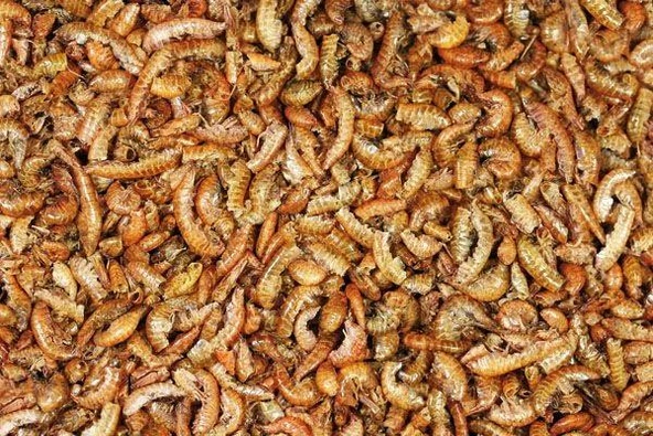 Rotifish Kurutulmuş Gammarus ( Karides ) Kaplumbağa ve Balık Yemi (KOVADAN BÖLME) 50 gr ürün görseli 1